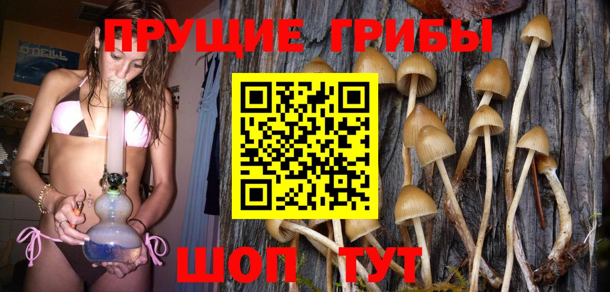 Псилоцибиновые грибы Psilocybine cubensis Нижний Новгород